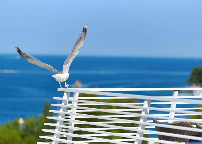 Hotel Albatros Plava Laguna Poreč