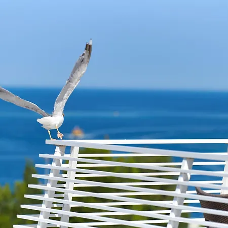 ホテル Albatros Plava Laguna ポレッチ